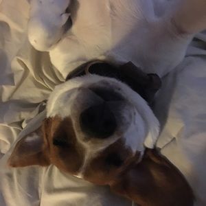 Meet your Posher, Abbey